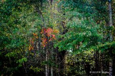 DSC_0309.jpg