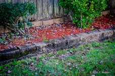 DSC_0305.jpg
