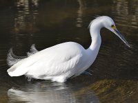 Egret2.jpg