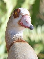 Goose.jpg