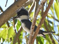 Kingfisher2.jpg