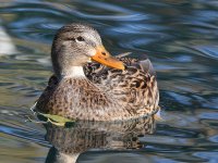 Mallard2.jpg