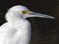 Egret6.jpg