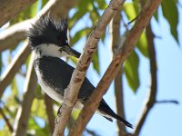 Kingfisher4.jpg