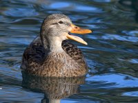 Mallard3.jpg