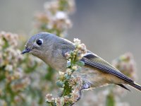 RubyCrownKinglet.jpg