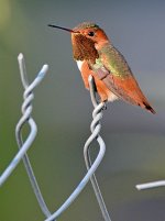 Hummer.jpg