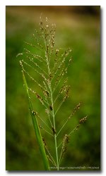 grass.jpg