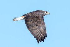 PraireFalcon-1.jpg
