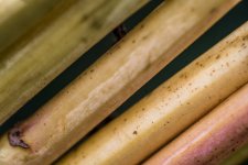 20151114-tiges.jpg