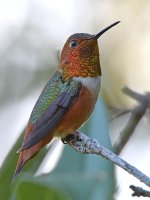 Hummer5.jpg