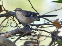 Mockingbird.jpg