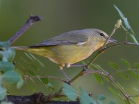 OrangeCrownWarbler15.jpg