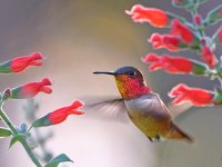 Hummer2.jpg