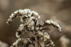 20151114-seeds for winter.jpg