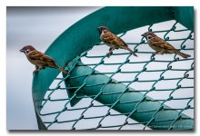 three-birds.jpg