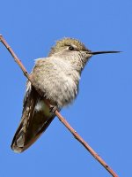 Hummer3.jpg