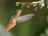 HummerFligh2.jpg