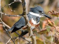 Kingfisher8.jpg