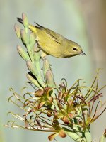 OrangCrownWarbler6.jpg