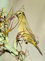OrangCrownWarbler3.jpg