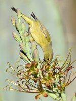 OrangCrownWarbler4.jpg