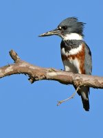 Kingfisher3.jpg