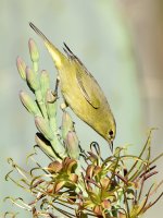 OrangCrownWarbler5.jpg