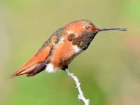 Hummer9.jpg