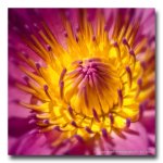 blossom-center.jpg