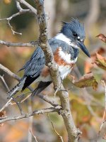 Kingfisher11.jpg