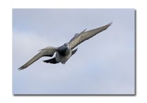 DSC_1499.jpg