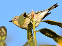 YellowRumpWarbler2.jpg