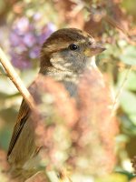 Sparrow5.jpg