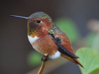 Hummer16.jpg