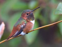 Hummer.jpg