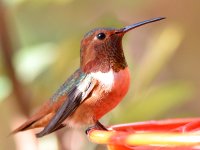 Hummer33.jpg