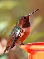 Hummer27.jpg