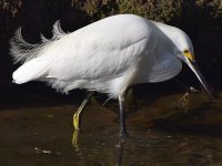 Egret3.jpg