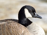 Goose.jpg