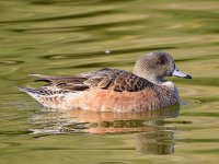 Wigeon.jpg