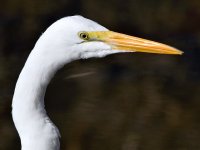 Egret2.jpg