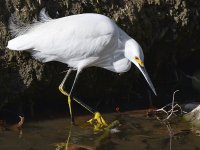 Egret4.jpg