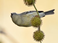 RubyCrownKinglet6.jpg