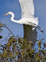 EgretFlying2.jpg