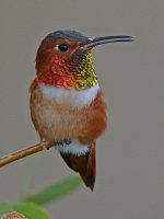 Hummer3.jpg