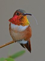 Hummer.jpg