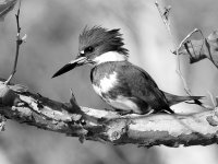 KingfisherBW.jpg