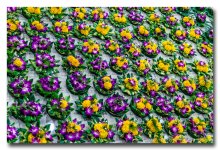lots-flower.jpg