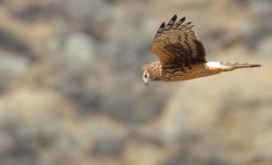 26th Nov 2015 053.JPG